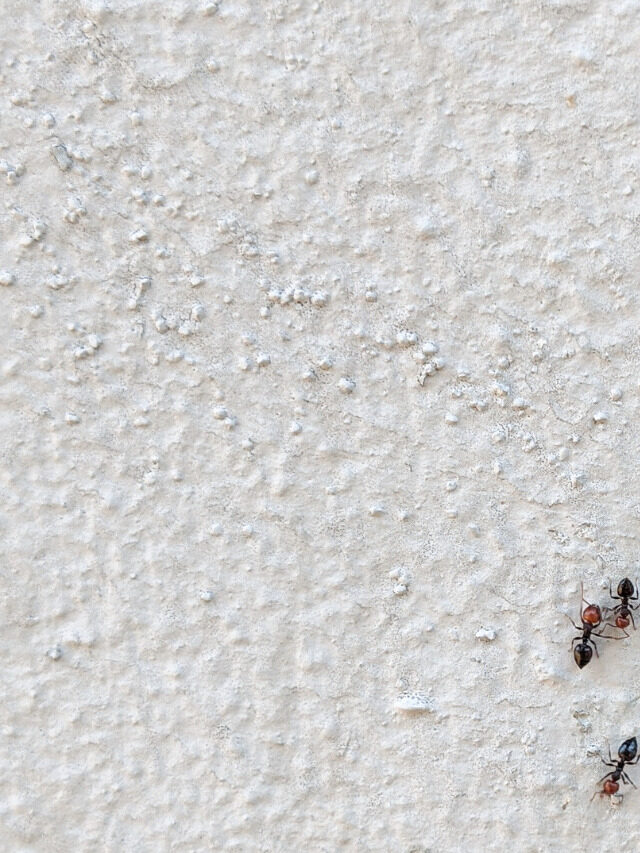चींटीओं के शुभ और अशुभ संकेत